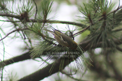 Peucedramus taeniatus