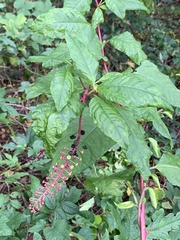 Pokeweed mosaic virus