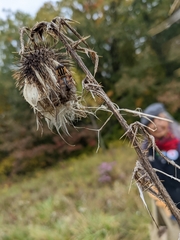 Cirsium pumilum