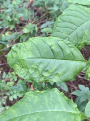 Pokeweed mosaic virus