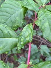 Pokeweed mosaic virus