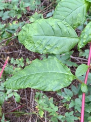 Pokeweed mosaic virus