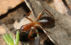 Camponotus