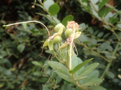 Capparis tomentosa