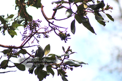 Ptiliogonys cinereus