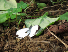 Leptophobia aripa