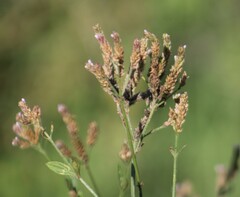 Verbena brasiliensis