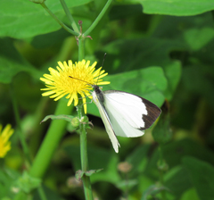 Leptophobia aripa