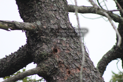 Melanerpes formicivorus