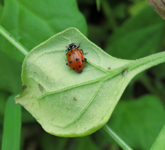 Hippodamia convergens