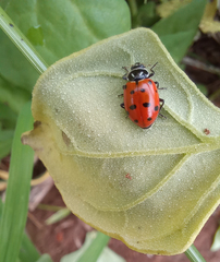 Hippodamia convergens