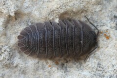 Armadillidium peraccae