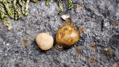 Toxicodendron vernicifluum