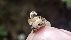 Toxicodendron vernicifluum