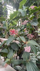 Medinilla