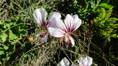 Pelargonium longicaule