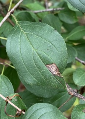 Stigmella rhamnicola