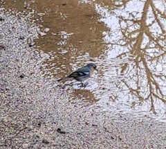 Fringilla coelebs moreletti