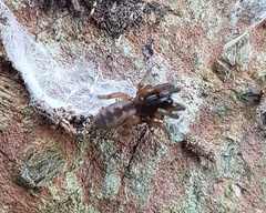Segestria senoculata