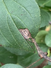 Stigmella rhamnicola