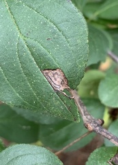 Stigmella rhamnicola