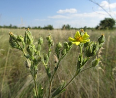Potentilla recta pilosa