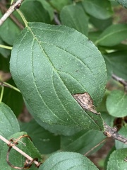 Stigmella rhamnicola