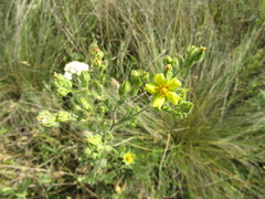 Potentilla recta pilosa