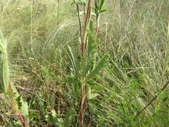 Potentilla recta pilosa