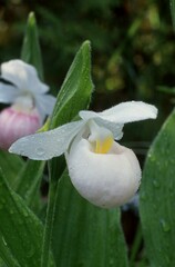 Cypripedium reginae