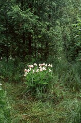 Cypripedium reginae