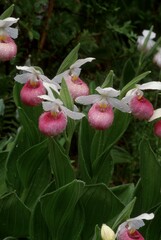 Cypripedium reginae