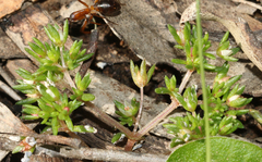 Crassula