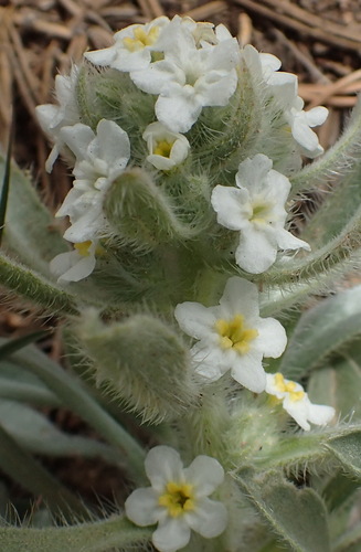Image of Oreocarya bakeri by (c) Nicola van Berkel, some rights reserved (CC BY-SA)
