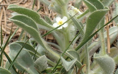 Cryptantha