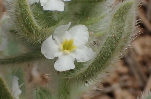 Image of Oreocarya bakeri by (c) Nicola van Berkel, some rights reserved (CC BY-SA)