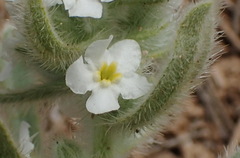 Cryptantha