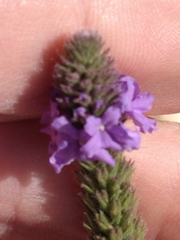 Verbena stricta