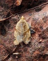 Clepsis peritana