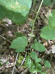 Smilax
