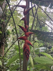 Heliconia