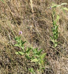 Verbena xutha