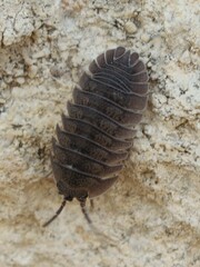 Armadillidium peraccae