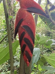Heliconia
