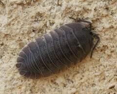 Armadillidium peraccae