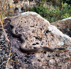 Thamnophis melanogaster