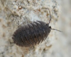 Armadillidium peraccae