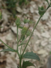 Pseudoconyza viscosa