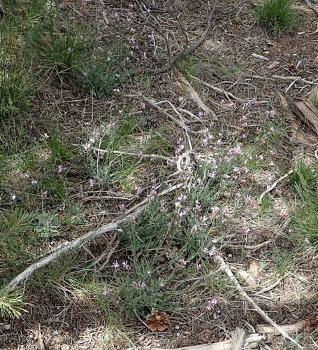Image of Thompson's Rockcress by (c) Nicola van Berkel, some rights reserved (CC BY-SA)