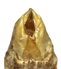 Eupithecia sheppardata